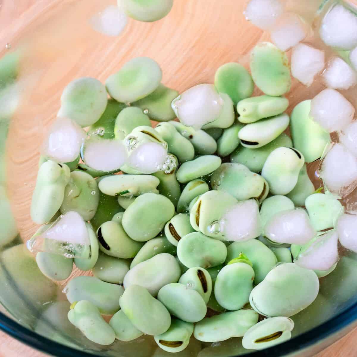 Fava beans in a bowl with ice water.